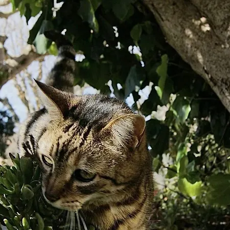 La Loggia بيت ضيافة