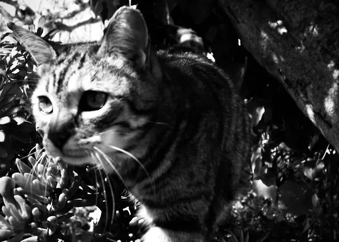 Πανσιόν La Loggia